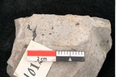 Foto (Detailansicht) von Caulinites otagoicus Ettingshausen (NHMW-GEO-2024-0188-10120a)